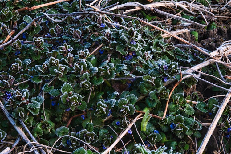 Frost Covered Foliage And Flowers