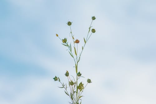 Photos gratuites de beauté, ciel bleu, croissance