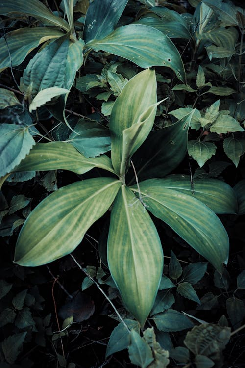 From above of green leaves of exotic plantain lily plant growing in rainforest in daytime