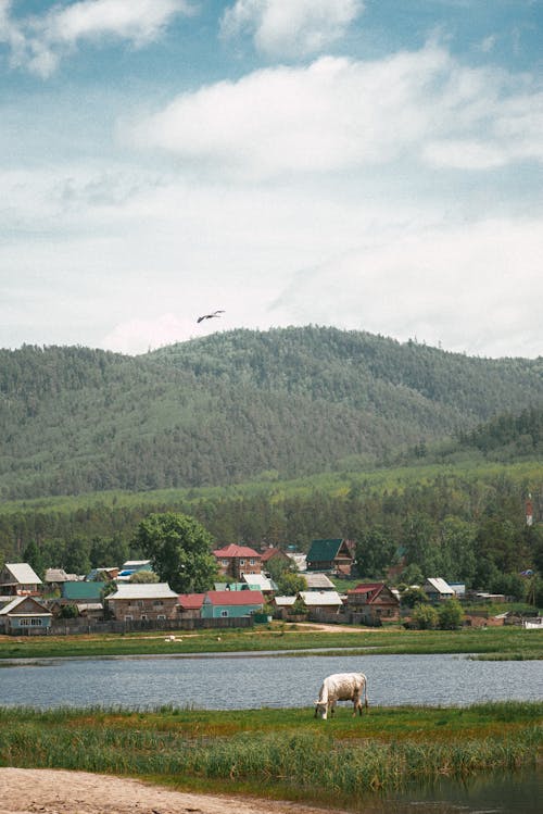 Foto profissional grátis de alimentação, árvores verdes, casas