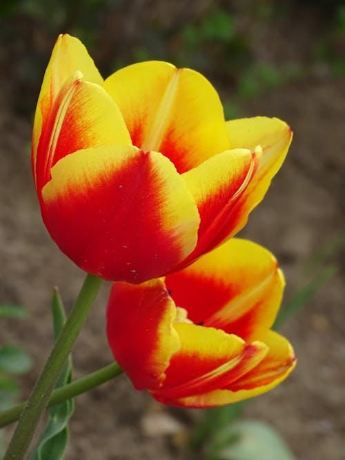 Free Garden Tulips in Close Up Photography Stock Photo