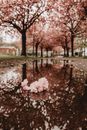 Pink Cherry Blossom Tree