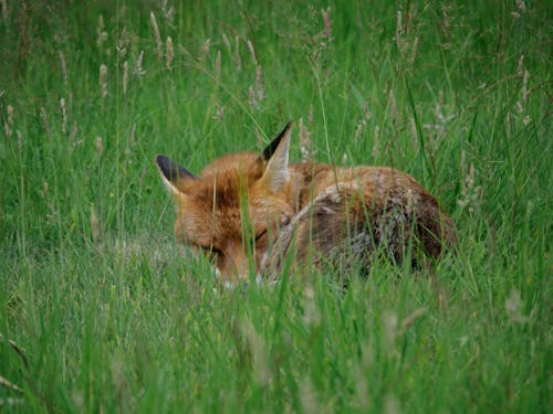 A Fox Sleeping on Green Grass Field