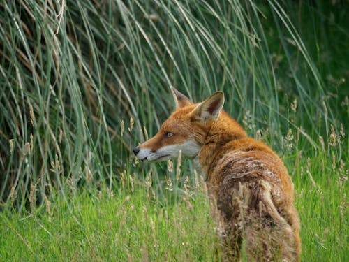 A Fox on Green Grass Field
