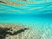 A Coral on a Clear Ocean Floor