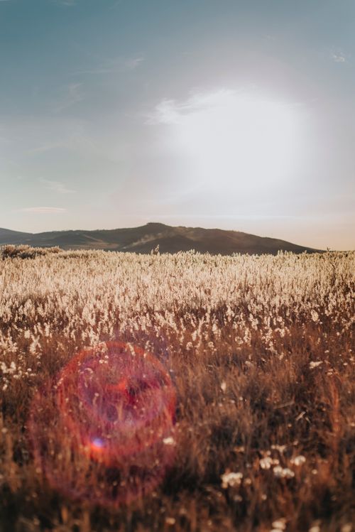 Free A beautiful sunlit field of wild grasses with distant rolling hills under a clear sky. Stock Photo