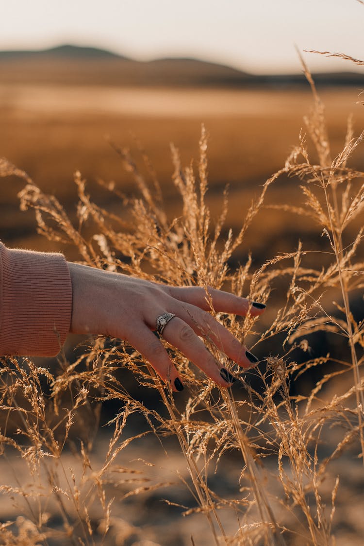 A Hand Touching The Brown Plant