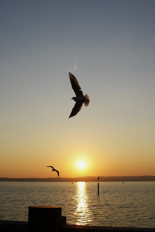 Immagine gratuita di birds_flying, cielo drammatico, mare