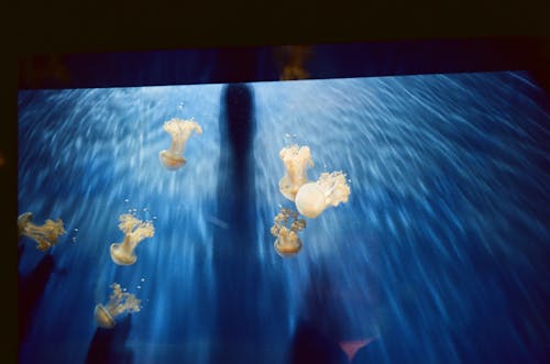 Fotobanka s bezplatnými fotkami na tému fotografovanie pod vodou, ľahký, medúzy