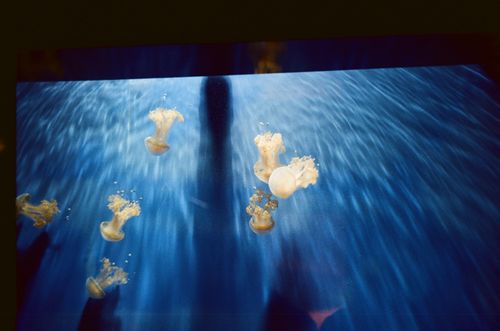 Free Captivating underwater photography of jellyfish in the Genova Aquarium. Experience the serene sea life. Stock Photo