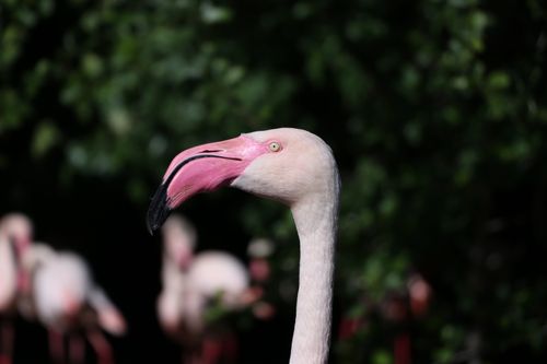 Free Elegant pink flamingo with green foliage background in Germany. Stock Photo