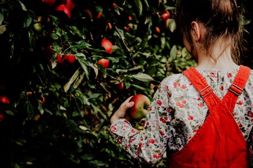 Girl in Floral Long Sleeve Shirt and Jumper Holding an Apple Fruit