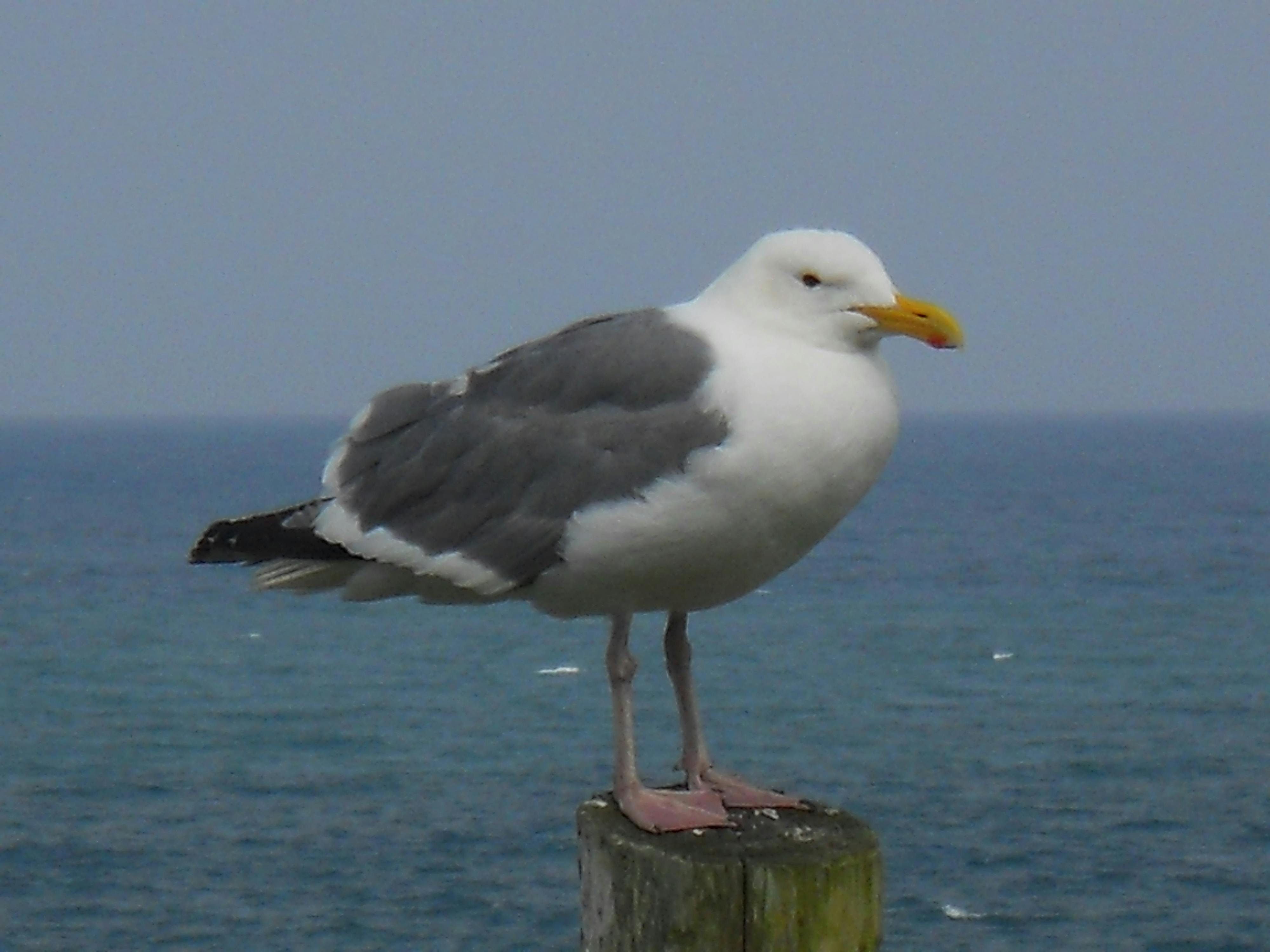 Free stock photo of animal, bird, seagull