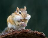 Brown and White Squirrel on Brown Tree Branch
