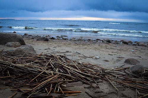 Free A Cluster of Driftwood on the Ocean Shore Stock Photo