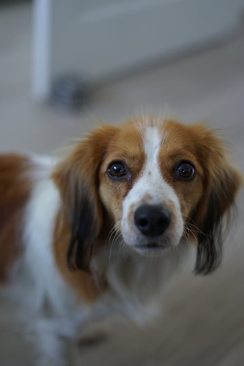 From above of adorable Kooikerhondje dog with brown muzzle and white spots standing in room at home on blurred background