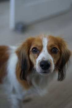 Kooikerhondje image image_3