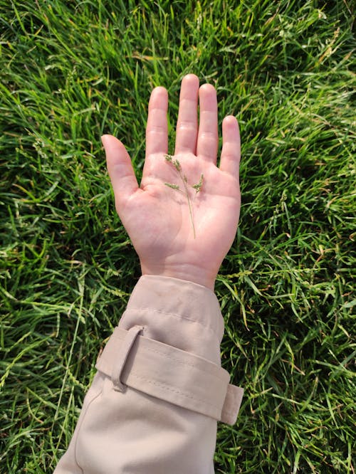 Gratis lagerfoto af græs blomst, græsplæne, hænder menneskelige hænder