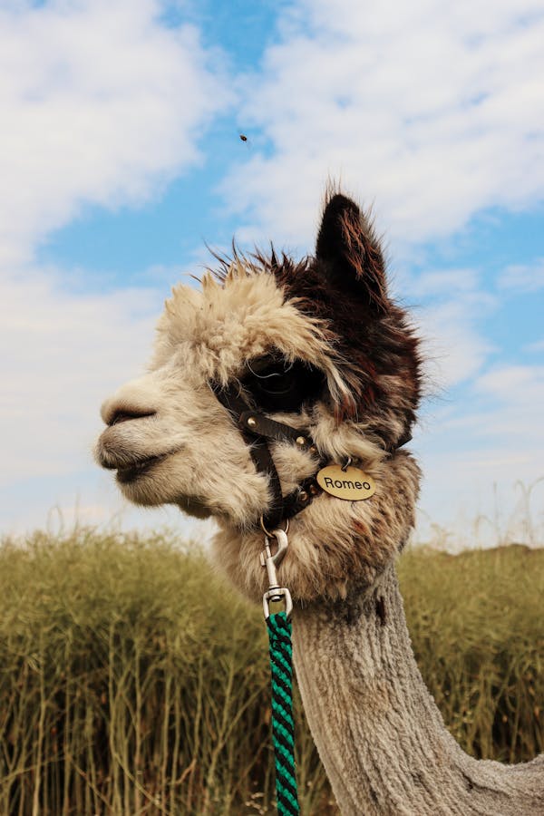 A White and Black Llama with a Name Tag Romeo