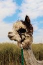 A White and Black Llama with a Name Tag Romeo