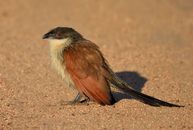 Close-Up Shot of a Coucal