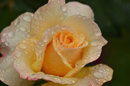 Close-Up Shot of Dewdrops on a Yellow Rose in Bloom