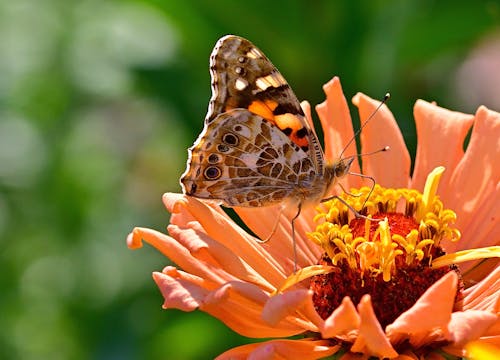 Close-Up Shot of a Butterfly on an Orange Flower