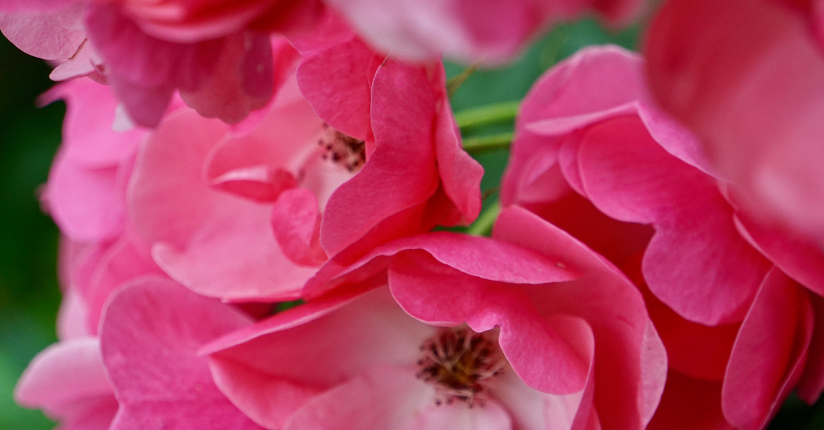 Pink Roses Screen Shot Close-Up Shot of Pink Roses · Free Stock Photo