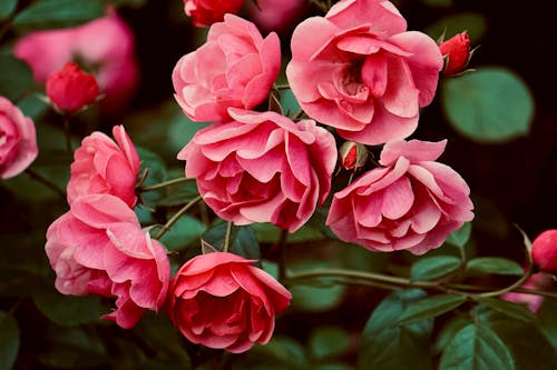 Selective Focus Photo of Blooming Pink Roses
