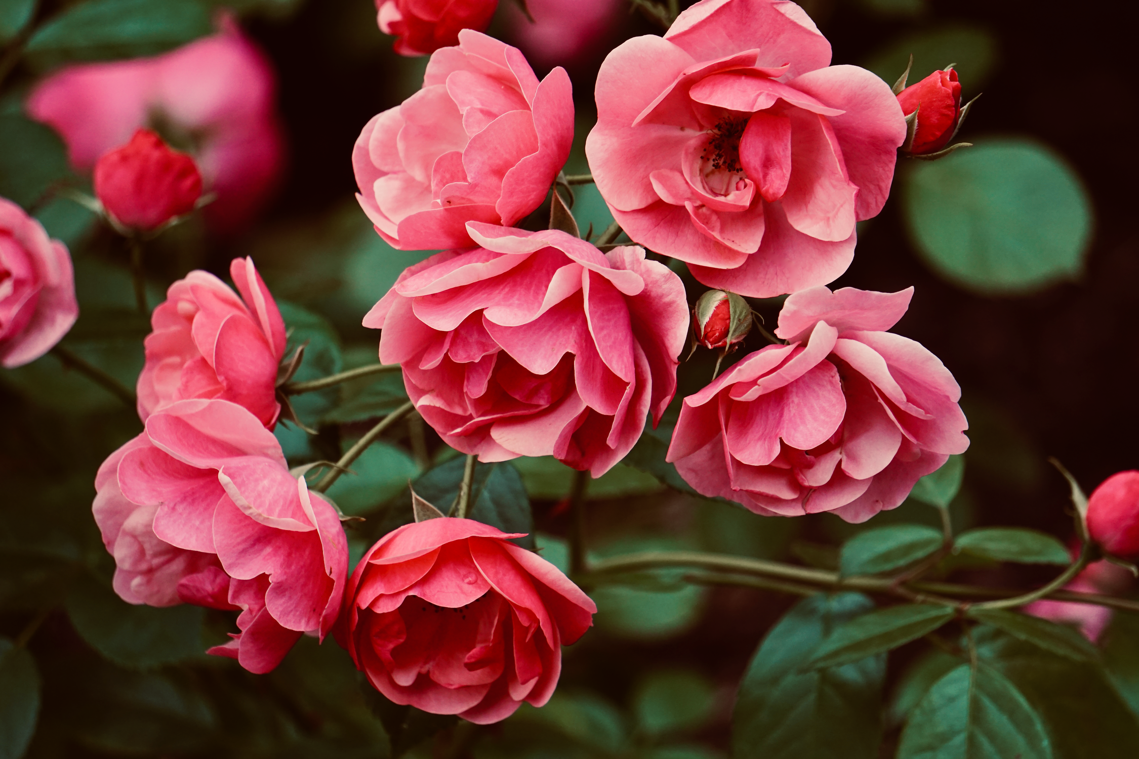Selective Focus Photo of Blooming Pink Roses · Free Stock Photo