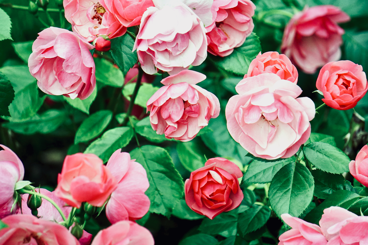 Taille des rosiers : quand et comment - Comment tailler un rosier buisson, tige ou miniature ?
