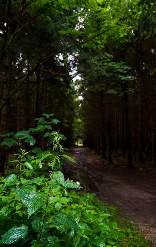 Fotos de stock gratuitas de 2021, Alemania, arboles