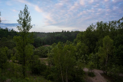 Fotos de stock gratuitas de 2021, Alemania, bosque