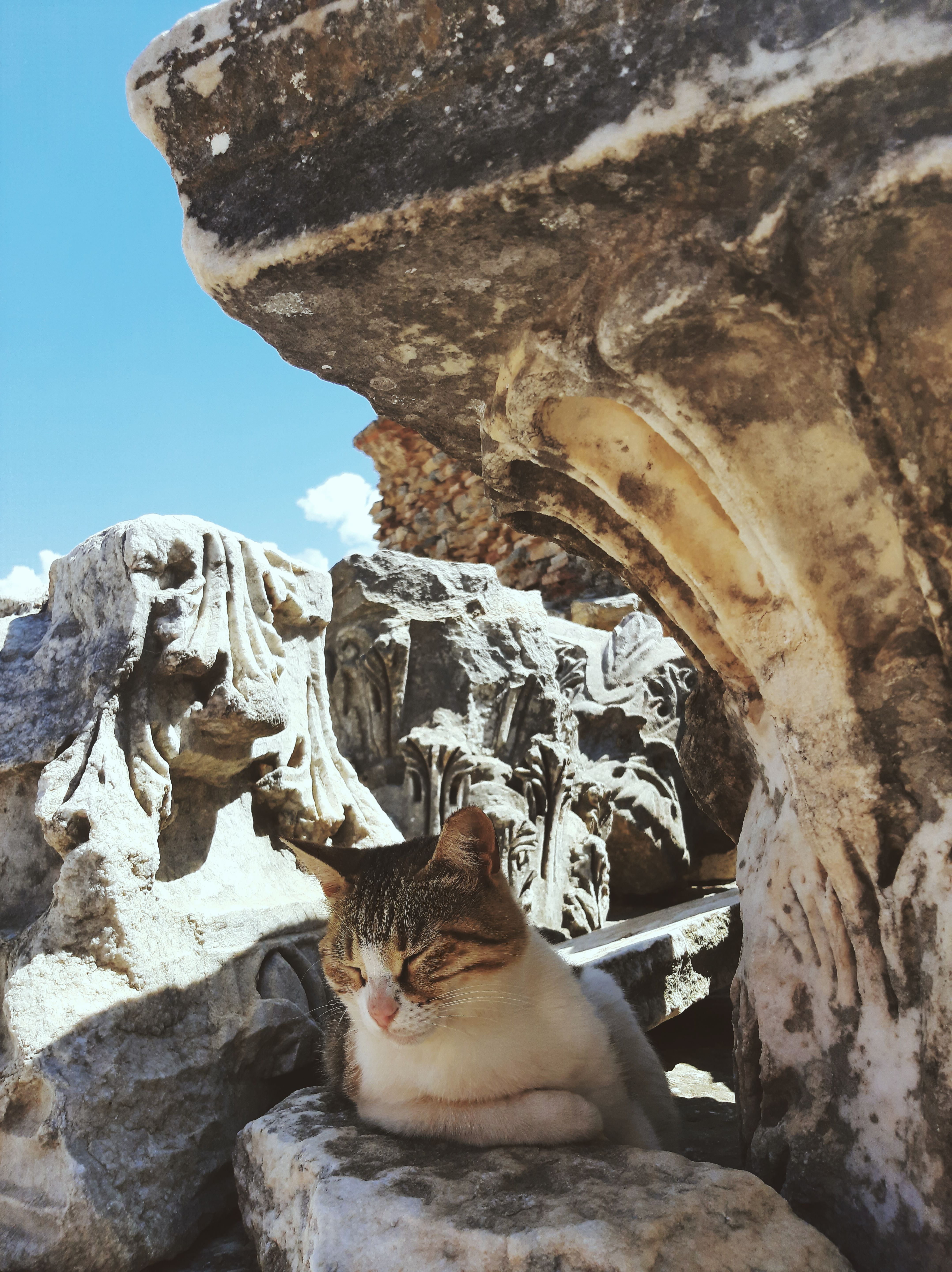 A cat peacefully rests amidst ancient Greek ruins, surrounded by stone columns and sunny skies.