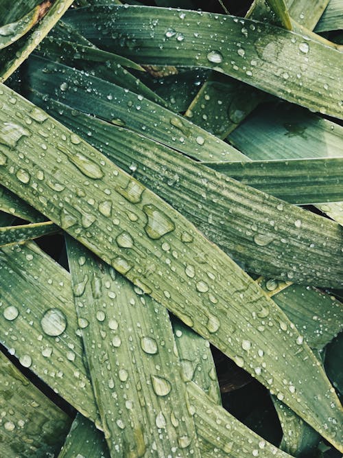 Close-Up Photo of Green Leaves with Water Droplets