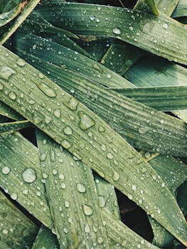 Close-up of lush green leaves with dew droplets, creating a fresh, natural texture.