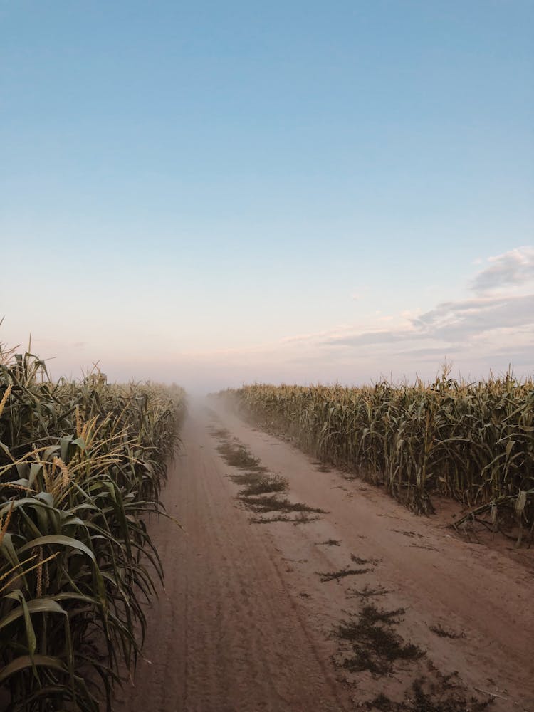 Empty Road In Wild Corn Field