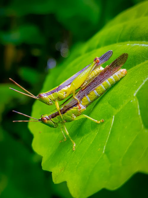 Macro Shot of Two Green Grasshoppers