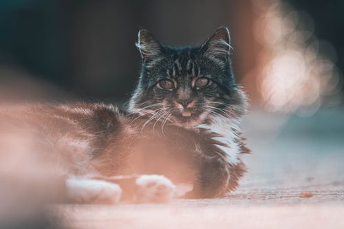 Free A cute domestic cat with fluffy fur and whiskers, lying down with a bokeh effect. Stock Photo