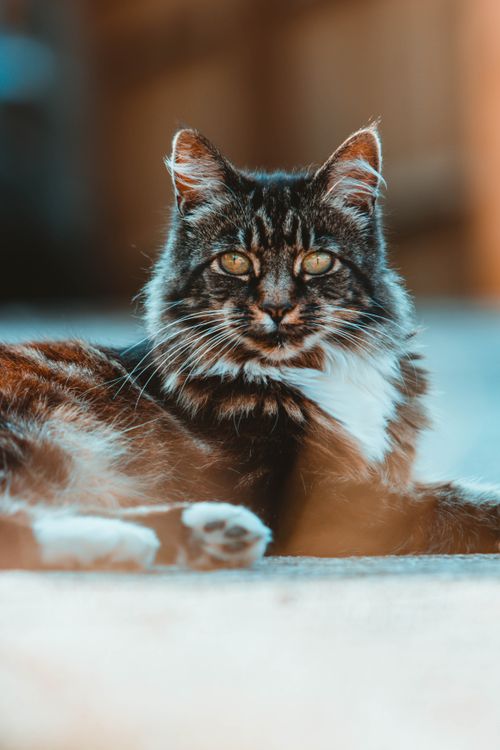 Free Close-up of a majestic long-haired tabby cat relaxing outdoors, basking in the sunlight. Stock Photo