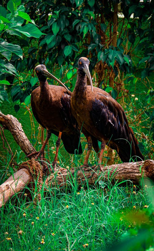 Darmowe zdjęcie z galerii z egzotyczny, fotografia ptaków, ibis