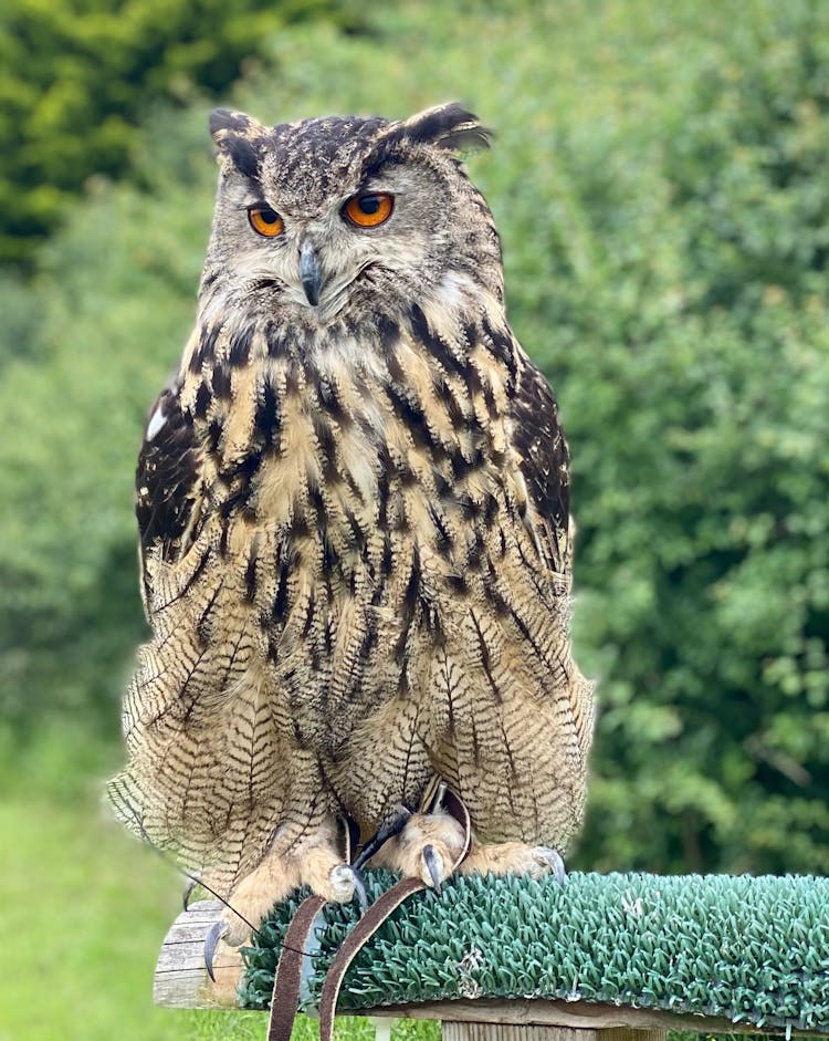 Close-Up Photo Of A Great Horned Owl