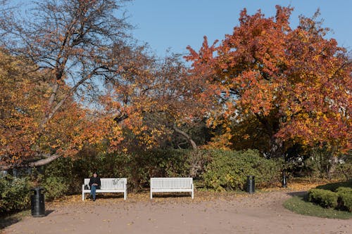 Gratis stockfoto met bank, bomen, esdoorn