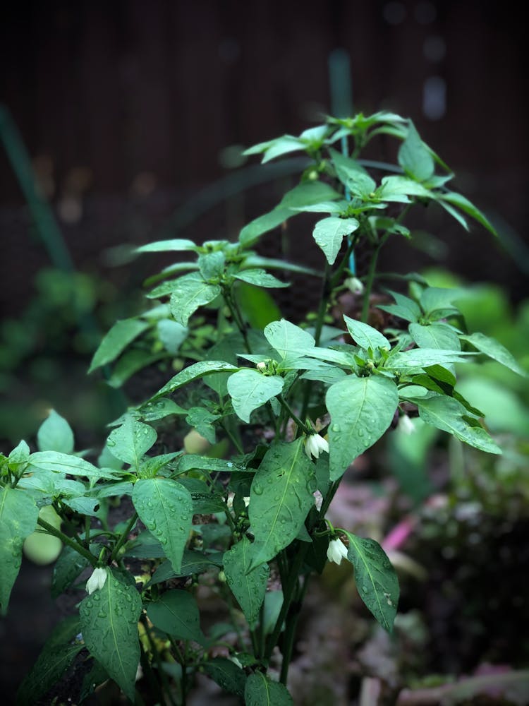 Close-up Of Green Pepper Plant