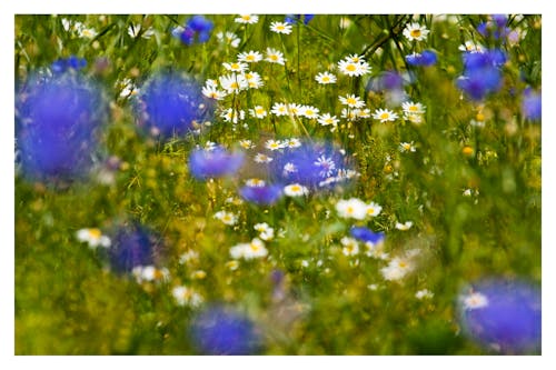 Foto profissional grátis de flores, primavera