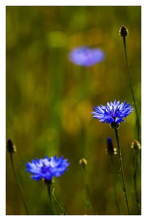 Foto profissional grátis de flores, primavera