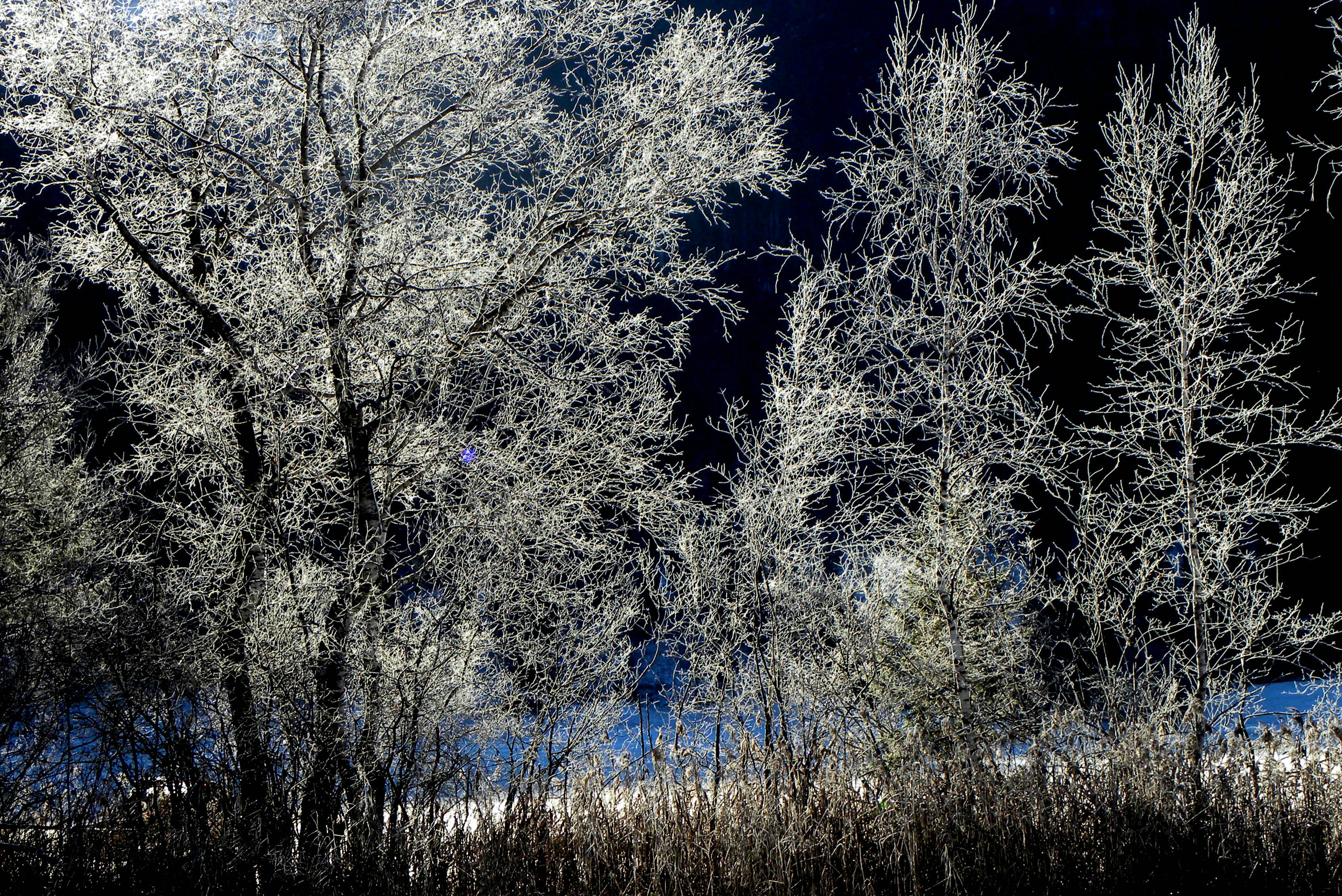 Free stock photo of frost, winter, winter wonderland