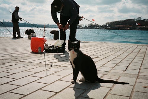 Free Man in Black Jacket and Black Pants Standing Beside Tuxedo Cat Stock Photo