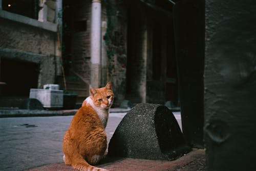 Imagine de stoc gratuită din adorabil, animal de casă, animal domestic