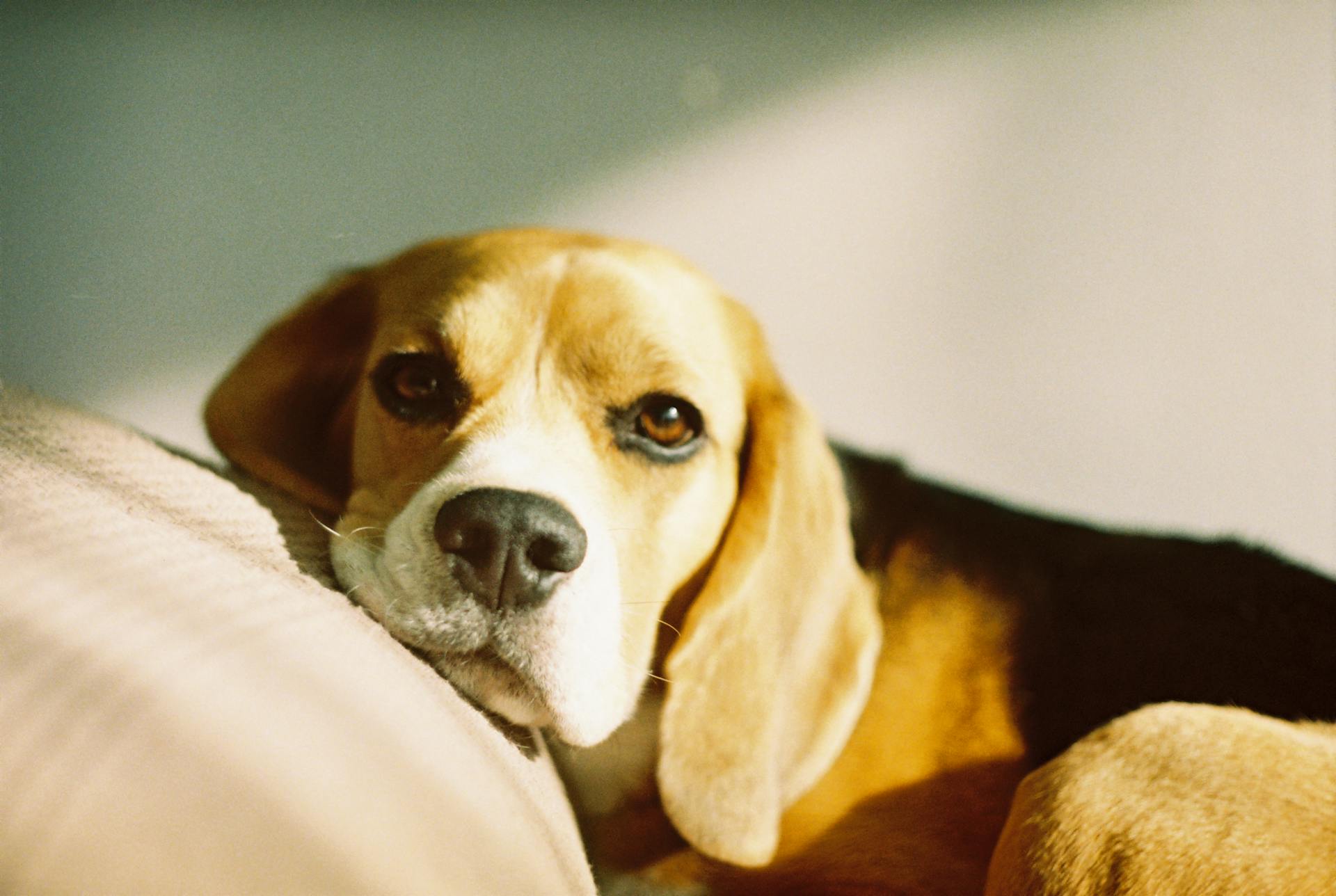 Een close-up van de Tricolor Beagle